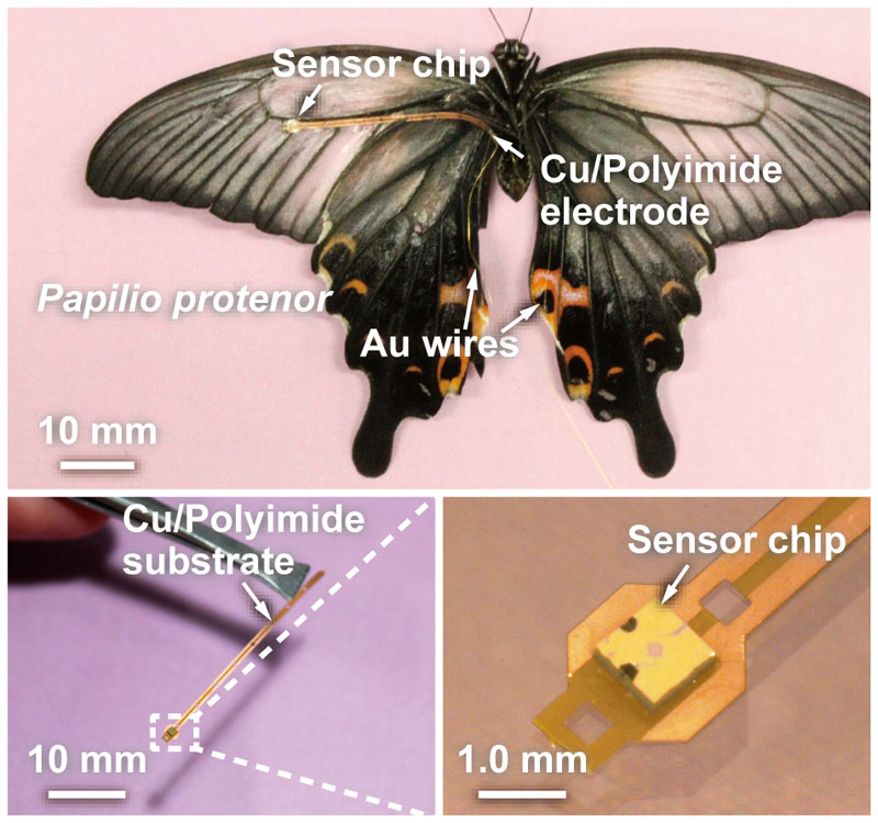 Ảnh phía trên là một trong những con bướm có bộ cảm biến và dây dẫn bằng vàng gắn với mặt bụng cánh của nó. Ảnh dưới bên trái là cận cảnh của bộ cảm biến và điện cực, còn ảnh dưới bên phải cho thấy chi tiết bộ cảm biến. (Ảnh: Takahashi et al./Bioinspir. Biomim.)