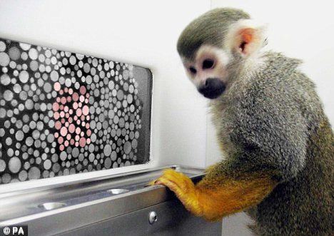 Các nhà khoa học đã thành công trong việc tiêm virus vào khỉ lông sóc, cho phép chúng nhìn thấy màu đỏ