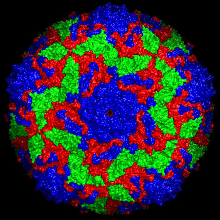 Ảnh dựng lại mã hóa màu của cấu trúc bề mặt của enterovirus 2