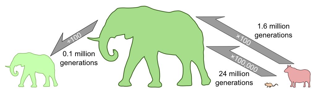 ần khoảng 24 triệu thế hệ để một con vật cỡ bằng con chuột tiến hóa đến kích cỡ của con voi.
