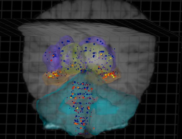 Atlas 3D của bộ não người