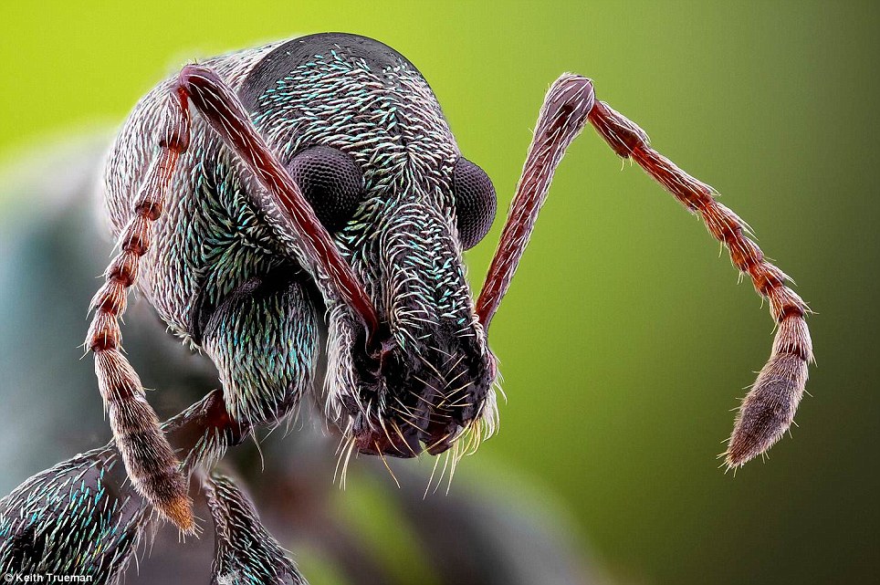 Con Mọt Nho (Vine Weevil) 