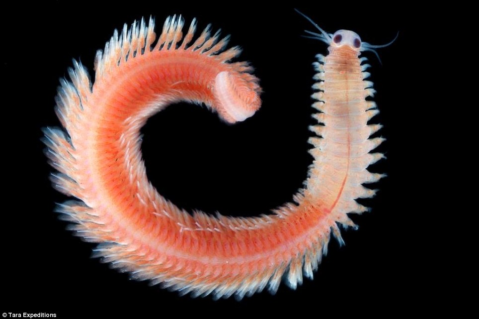 Phát hiện 1,5 triệu loài sinh vật biển mới