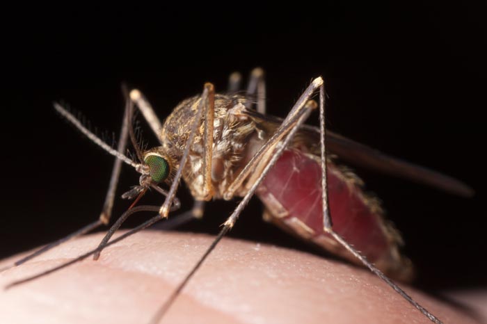 Muỗi truyền bệnh sốt rét