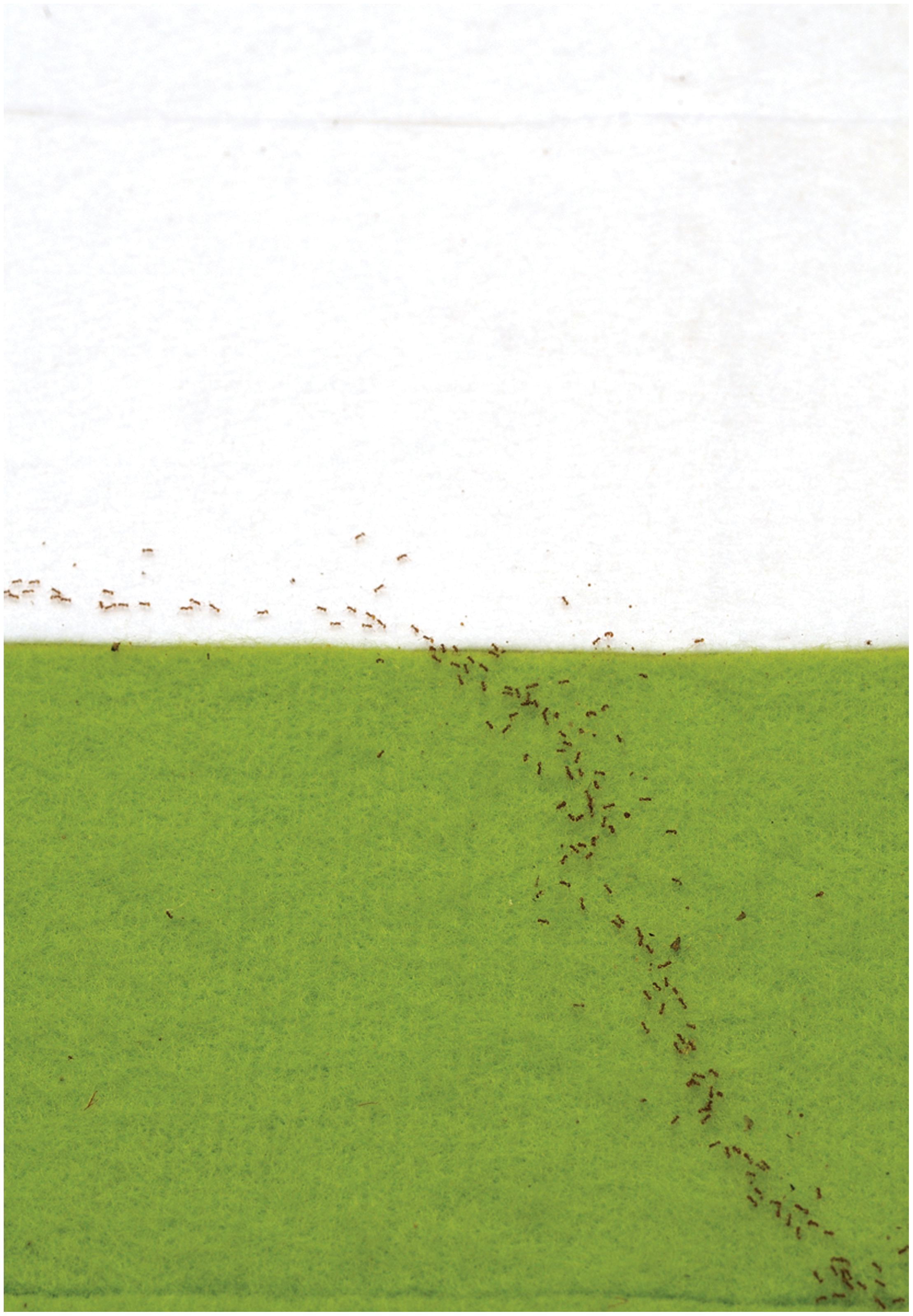 Loài kiến sử dụng toán học để tìm lộ trình nhanh nhất