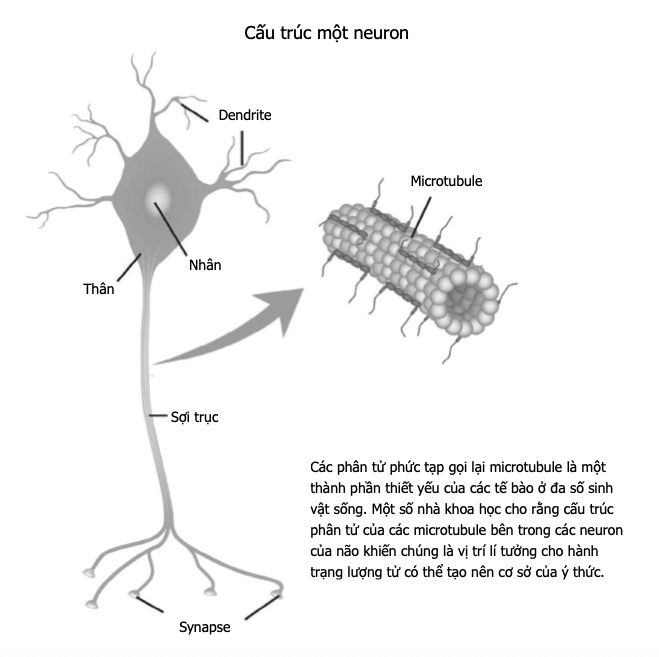 Ý thức lượng tử