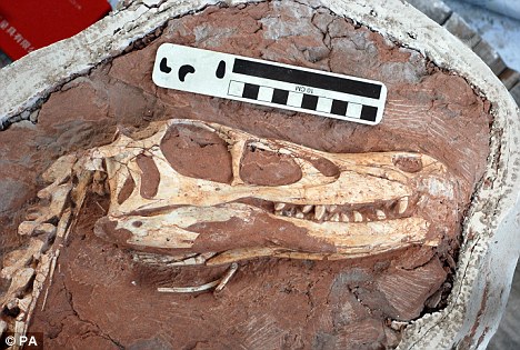 Phát hiện hóa thạch loài khủng long bạo chúa mới ở Trung Quốc