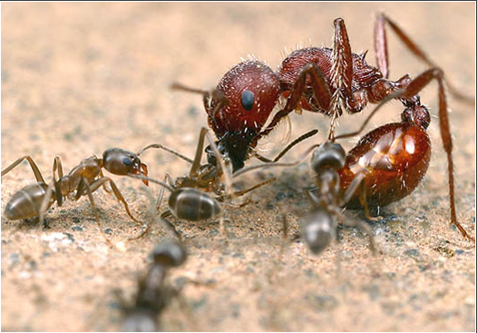 Những chuyện khó tin của thế giới loài kiến