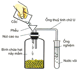 Để tìm hiểu quá trình hô hấp ở thực vật, 1 nhóm học sinh đã bố trí thí nghiệm như hình bên. Nước vôi được sử dụng trong thí nghiệm này nhằm mục đích nào sau đ (ảnh 1)