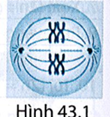 Hình 43.1 mô tả một tế bào đang phân chia. Tế bào đang ở kì nào của phân bào?

A. Kì đầu nguyên phân.

B. Kì giữa nguyên phân.

C. Kì giữa giảm phân I.

D.