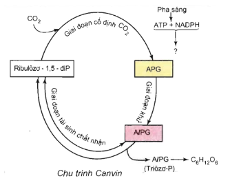 Trong quá trình quang hợp, chất nhận CO2đầu tiên ở pha tối của thực vật C3là RiDP.