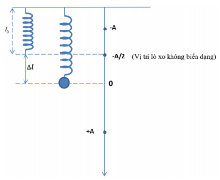 Một con lắc lò xo treo thẳng đứng. Kích thích cho con lắc dao động điều hòa (ảnh 1)