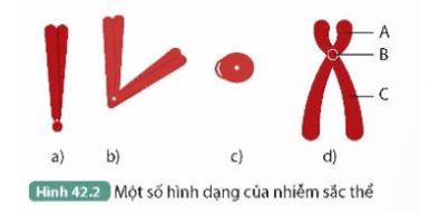 1. Mô tả hình dạng và gọi tên vị trí tâm động của mỗi NST trong Hình 42.2a, b, c, d.