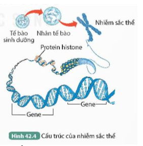 1. Mỗi NST trong tế bào ở Hình 42.4 chứa bao nhiêu phân tử DNA?