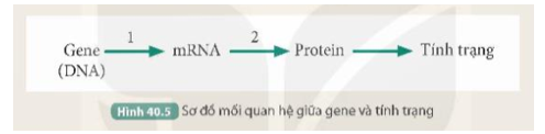 Dựa vào kiến thức đã học kết hợp quan sát Hình 40.5, thực hiện các yêu cầu sau:

1. Nêu tên và sản phẩm của quá trình 1, quá trình 2.