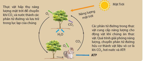 Quá trình trao đổi chất và chuyển hóa năng lượng giữa các vật sống tạo thành một vòng năng lượng trên Trái Đất.      

Phát biểu    

Đúng    

Sai   