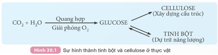 Quan sát Hình 30.1, trình bày sự tạo thành tinh bột và cellulose ở thực vật.