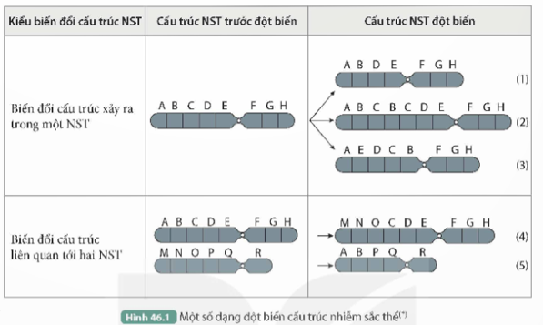 Quan sát Hình 46.1, thực hiện các yêu cầu sau:

1. Nêu sự thay đổi về cấu trúc của NST sau khi đột biến và hoàn thành vào vở theo mẫu Bảng 46.1.   

Bảng