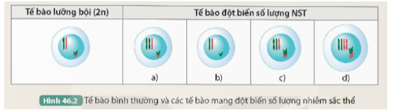 Quan sát Hình 46.2 và thực hiện các yêu cầu sau:

1. Nhận xét sự thay đổi số lượng NST trong mỗi tế bào đột biến (Hình 46.2 a, b, c, d) so với tế bào lưỡng