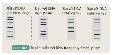 Quan sát Hình 48.4, cho biết nghi phạm số mấy có thể là thủ phạm của vụ án. Giải thích. (ảnh 1)