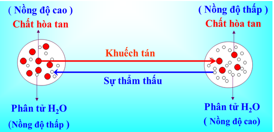 Sự xâm nhập của nước vào tế bào lông hút theo cơ chế thẩm thấu.

Nước di chuyển từ môi trường nhược trương (ít ion khoáng, nhiều nước) sang môi trường ưu trương (nhiều ion khoáng, ít nước) nhờ sự chênh lệch áp suất thẩm thấu.