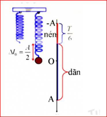 hiều dương hướng xuống:

Ta có:

+ Thời điểm ban đầu: x0 = +A => |a| = |amax| =  ω 2 A

vị trí gia tốc của vật bằng nửa gia tốc ban đầu: a2 = 0,5a

=> li độ tại vị trí gia tốc của vật bằng nửa gia tốc ban đầu: x = A/2

+ thời gian vật đi từ A =>A/2là:  \[t = \frac{T}{6} = \frac{\pi }{{60}} = > T = \frac{\pi }{{10}}\]  => Ꞷ= 20 rad/s

+ Độ dãn của lò xo tại VTCB là

=> Biên độ A = 7,5 - ∆l = 7,5 - 2,5 = 5cm   

=> Thời gian lò xo bị nén trong 1 chu kì là :  \[t = 2.\frac{T}{6} = \frac{T}{3} = \frac{\pi }{{30}}(s)\]