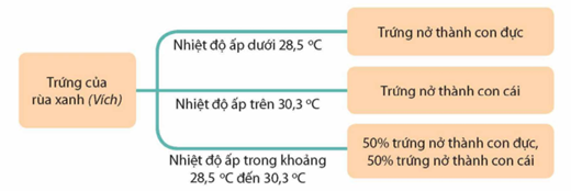 D. Sai. Nhiệt độ ấp trong khoảng từ 28,5 °C đến 30,3 °C số trứng nở thành con đực và số trứng nở thành con cái ngang nhau.