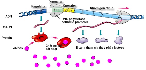 Lactozo đóng vai trò là chất cảm ứng.

Khi môi trường có Lactozo: Lactozo đã liên kết với protein ức chế làm biến đổi cấu hình không gian nên protein ức chế bất hoạt và không gắn với vùng vận hành Enzim ARN polimeraza có thể liên kết vào vùng khởi động để tiến hành quá trình phiên mã