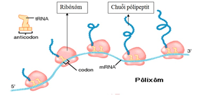 Trong quá trình dịch mã, trên một phân tử mARN đồng thời gắn một nhóm ribôxôm cùng tham gia gọi là pôliribôxôm.