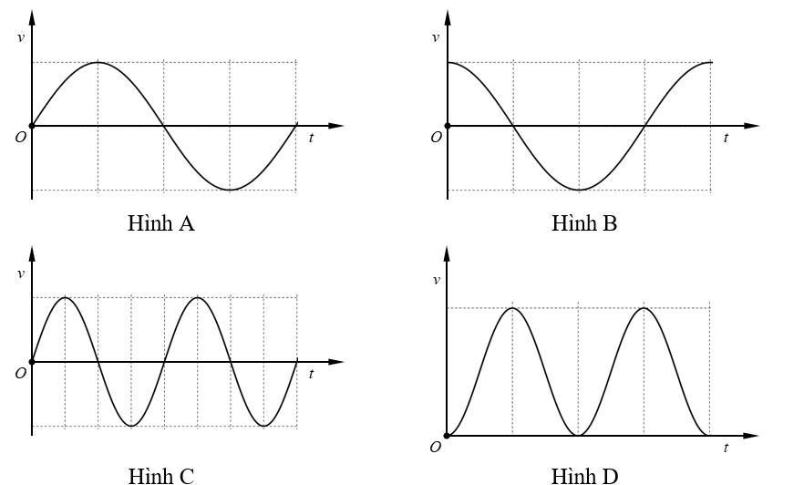 ật nặng của một con lắc lò xo di chuyển lên xuống sau khi được kích thích dao động tại thời điểm t=0. Đồ thị biểu diễn li độ của vật nặng theo thời gian được cho như hình vẽ.   Đồ thị nào sau đây biểu diễn đúng vận tốc của vật theo thời gian? (ảnh 2)