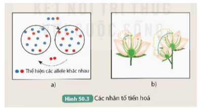 Xác định nhân tố tiến hóa được thể hiện trong Hình 50.3a và 50.3b.