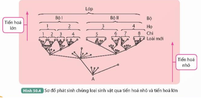 1. Quan sát Hình 50.4, mô tả sự hình thành các đơn vị phân loại. (ảnh 1)