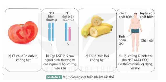 1. Trong các đột biến ở Hình 46.3, cho biết đột biến nào có lợi, đột biến nào có hại đối với con người.