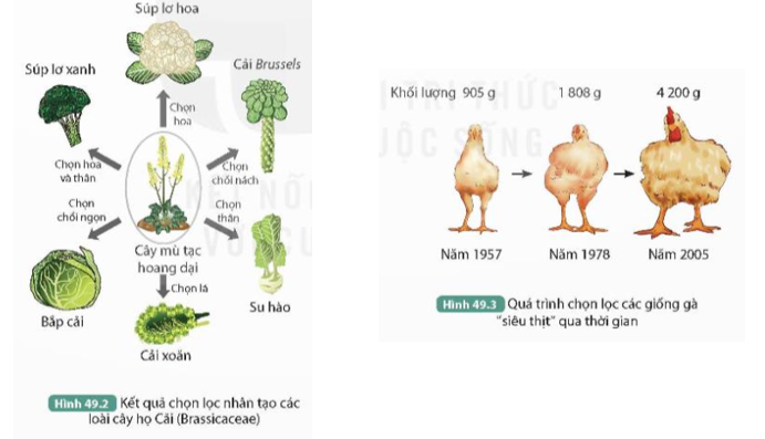 2. Mục đích chọn lọc của con người ở đối tượng trong Hình 49.3 là gì?