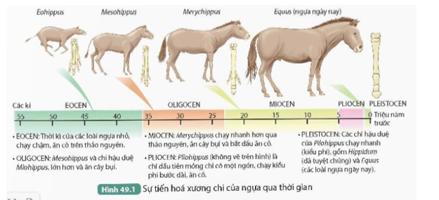 2. Những thay đổi đó phù hợp với nơi sống và cách di chuyển của ngựa như thế nào?