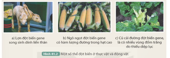 2. Quan sát Hình 41.2, cho biết thể đột biến nào có lợi, thể đột biến nào không có lợi đối với con người.