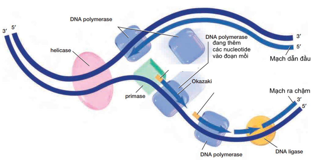 Bước 1:  Phân tử ADN mẹ tháo xoắn:

Nhờ các enzyme tháo xoắn (helicase), 2 mạch đơn của phân tử ADN mẹ tách nhau dần tạo nên chạc chữ Y và để lộ ra 2 mạch