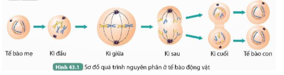 Đọc thông tin trên kết hợp quan sát Hình 43.1, thực hiện các yêu cầu sau:

1. Cho biết từ một tế bào mẹ, qua một lần nguyên phân tạo ra bao nhiêu tế bào