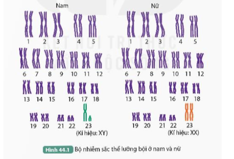 Đọc thông tin trên kết hợp quan sát Hình 44.1, thực hiện các yêu cầu sau:

1. Nhận xét về số lượng, hình dạng của NST thường, NST giới tính.