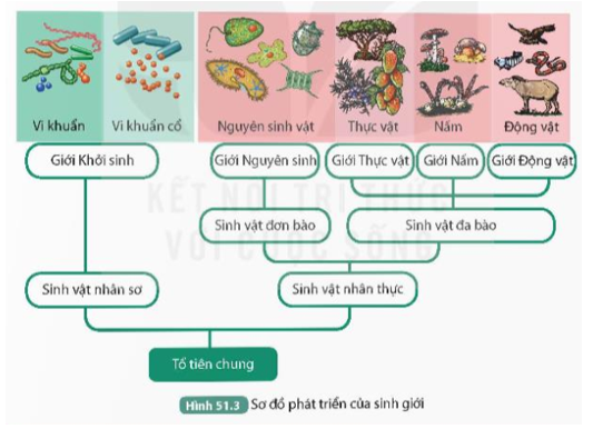 Đọc thông tin trên kết hợp quan sát Hình 51.3, trình bày quá trình phát triển của sinh giới.