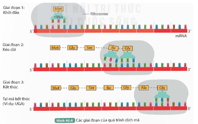 Đọc thông tin trên và quan sát Hình 40.4, trả lời các câu hỏi sau:   

1. Có những thành phần nào tham gia quá trình dịch mã? Nêu vai trò của mỗi thành