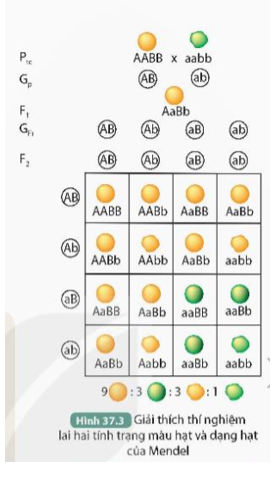Dựa vào giải thích thí nghiệm và quan sát Hình 37.3, thực hiện các yêu cầu sau:

1. Giải thích vì sao F1 giảm phân cho bốn loại giao tử với tỉ lệ bằng