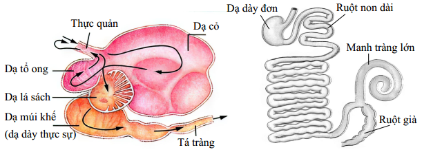 Dựa vào thông tin dưới đây để trả lời các câu từ 103 đến 105:

                                                                                       