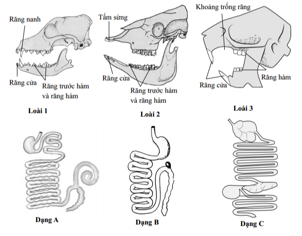 Dựa vào thông tin dưới đây để trả lời các câu từ 103 đến 105:

Dưới đây là hình ảnh về răng, xương sọ và dạng ống tiêu hóa của 3 loài thú.

          