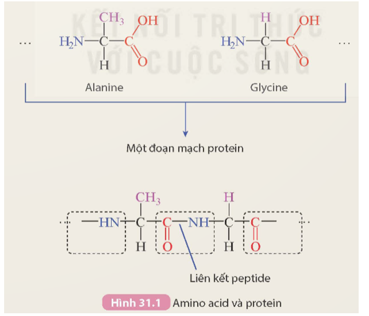 Hình 31.1 mô tả một số amino acid (alanine và glycine) và một đoạn mạch protein tạo thành từ các amino acid này. Quan sát Hình 31.1 và thực hiện các yêu