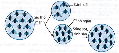 Hình dưới đây mô tả quần thể côn trùng chịu tác động của các yếu tố môi trường và quần thể ở thế hệ sau.  Quan sát hình và trả lời câu hỏi:

a) Quần thể