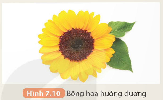 Quan sát bông hoa hướng dương (Hình 7.10), giải thích tại sao chúng ta nhìn thấy cánh hoa màu vàng, lá màu xanh và phần nhụy có màu nâu.