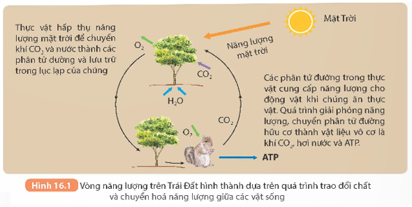 Quan sát Hình 16.1 và thực hiện các yêu cầu sau:

  1. Mô tả vòng năng lượng giữa các vật sống trên Trái Đất. Nêu dạng năng lượng trong mỗi giai đoạn của