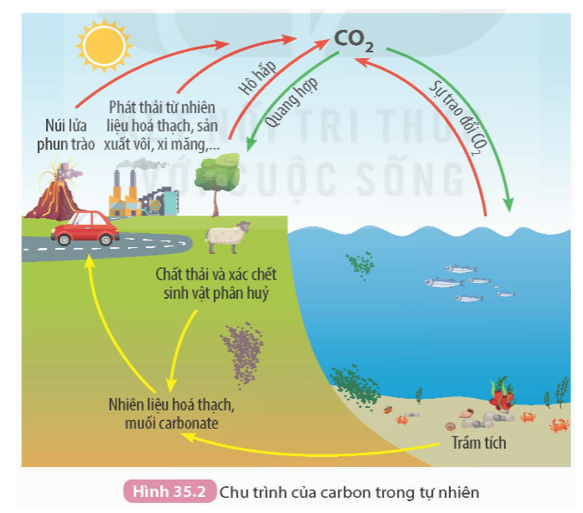 Quan sát Hình 35.2 và cho biết vai trò của carbon dioxide trong tự nhiên.