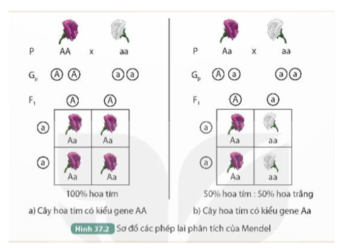 Quan sát Hình 37.2, thực hiện các yêu cầu sau:

1. Mô tả thí nghiệm phép lai phân tích của Mendel.